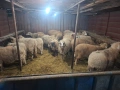 продавам 17бр овце , снимка 2
