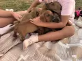 Шоколадови дакелчета, снимка 3