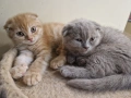 Шотландски клепоухи котенца , снимка 2