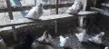 Китайски чайки, много добри, снимка 1