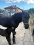 Продавам кобила с малко конче, снимка 1
