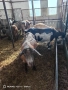 Англонубийски кози и пръч, снимка 5