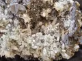 №145,Кварц,Кварцова друза,Кварц със сфалерит,галенит и хлорит,Кристали,Минерали,Родопи,BGminerals,, снимка 6