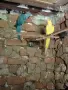 папагали малък Александър , снимка 1
