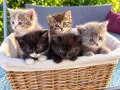 Подарявам 5 малки котета на грижовни стопани ❤️, снимка 1
