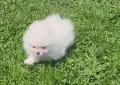 Миниатюрен померан бял, снимка 2