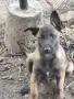 Белгийски овчарки, снимка 7