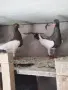 Продавам гълъби датски летачи, снимка 2