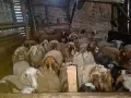 свободни овце, кочове , снимка 1