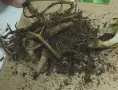 Луковици и грудки на лилиуми и далии, снимка 16