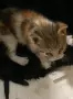 КОТЕ бебе,женско, снимка 2