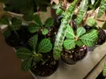 Плюеща палма- Euphorbia leuconeura , снимка 4