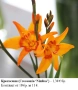 Крокосмия (Crocosmia ‘Nimbus’) - луковици, снимка 1