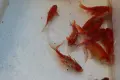 Воални комети и стандартни, снимка 5