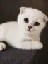 Синеоко шотландско клепоухо момче – Scottish Fold. Сръбрена чинчила, снимка 1