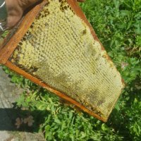 Пчелен мед - 2023 г., снимка 2 - Пчелни продукти - 41482951