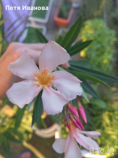 Олеандър (зокум, лян) , снимка 1