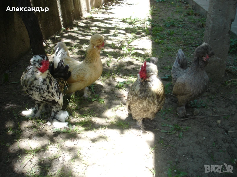 Струмски Бантам, снимка 1