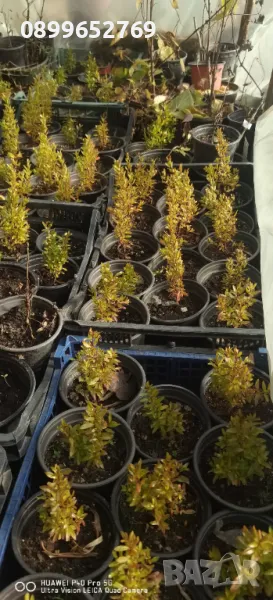 Мини нар, снимка 1