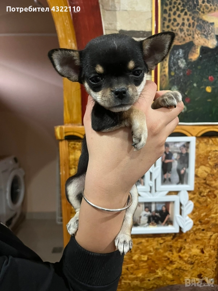 чихуахуа , снимка 1