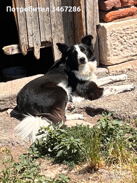 Бордър Коли , снимка 1