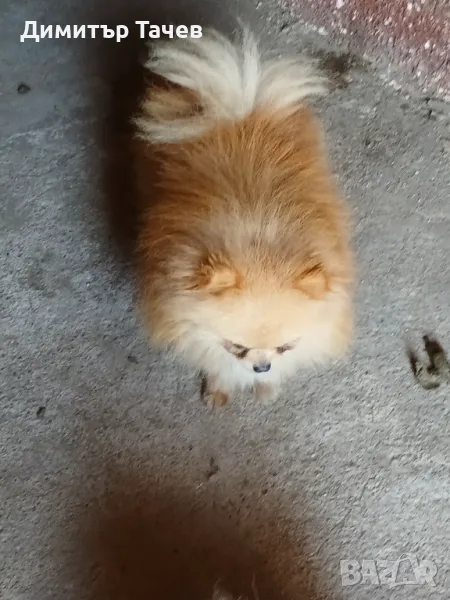 Женски померанки, снимка 1