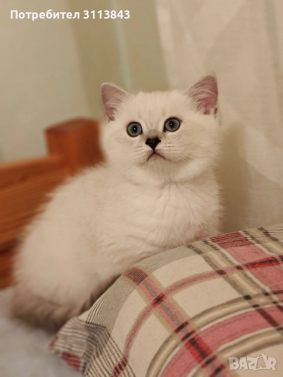 Бритнска късокосместа, снимка 1