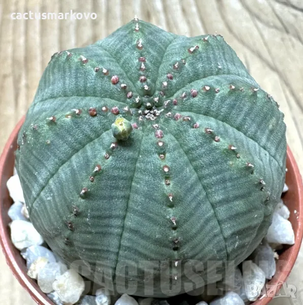 Euphorbia obesa, снимка 1