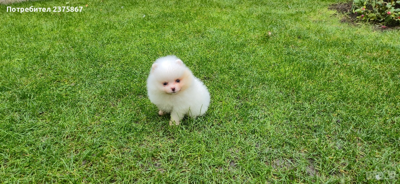 женско померанче,померан, снимка 1