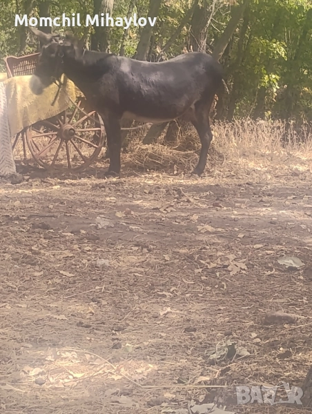 продавам магаре, снимка 1