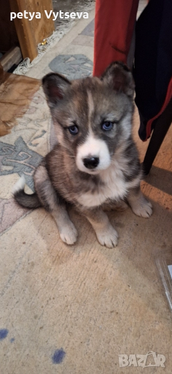 Продавам хьски, снимка 1