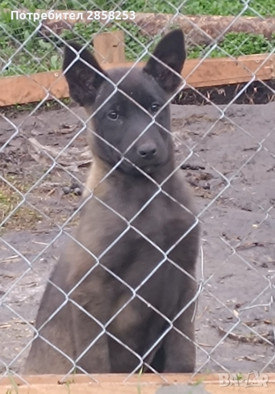 Женска малиноа , снимка 1