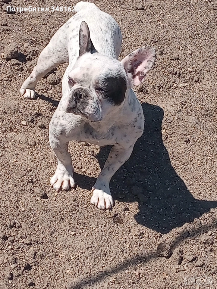 френски булдог , снимка 1