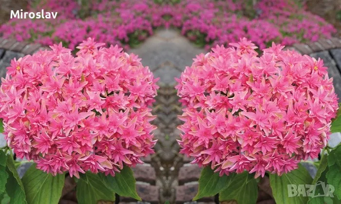 Хортензия Принцеса Даяна, снимка 1