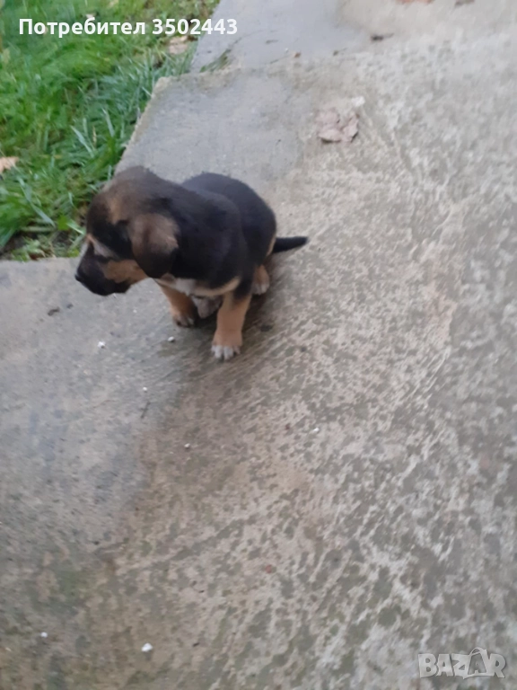 Подарявам малко красиво кученце, снимка 1