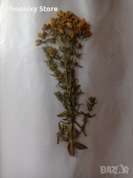 Хербарий по фармакология, снимка 1