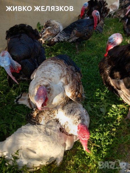 ПРОДАВАМ РАЗПЛОДНИ ОПЛОДЕНИ ПУЕШКИ ЯЙЦА, снимка 1