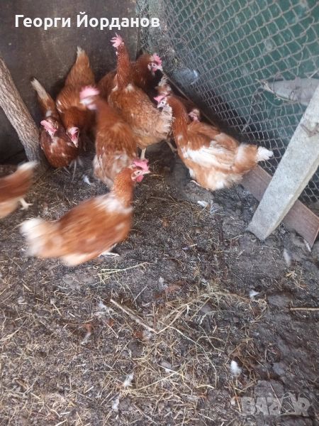 продавам кокошки носачки на една година, снимка 1