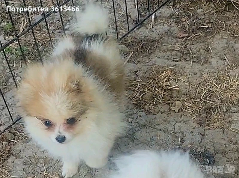 Миниатюрен мъжки померан 4,5 мес.всички ваксини, снимка 1