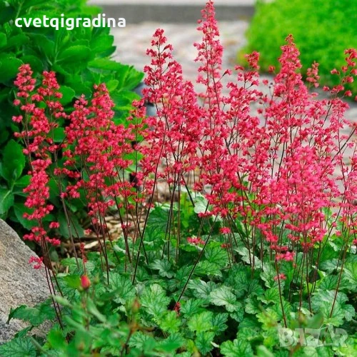 Heuchera ‘Ruby Bells’ (Хойхера Рубинени Камбанки), снимка 1