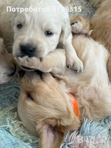 Голдън ретривър момче родословен баща ваксина, снимка 12 - Голдън ретривър - 53094906