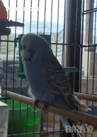 Социални изложбени вълнисти папагали, двойка, снимка 4 - Папагали - 53130164