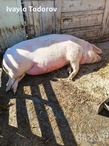 Прасе над  200 кг. , снимка 2 - Прасета - 53811499