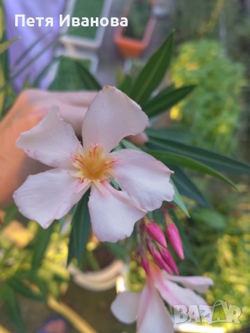 Олеандър (зокум, лян) 