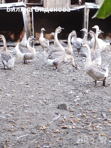Продавам гъски и патици