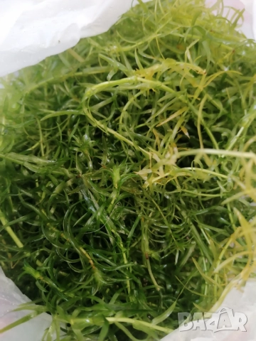 Продавам водни растения за аквариум, снимка 7 - Аквариуми - 52682599