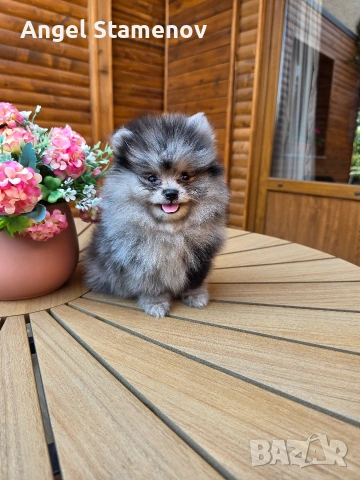 Померанче,момченце мерле! , снимка 3 - Померан - 53208791
