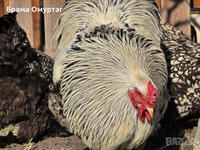 Продавам разплодни яйца от Сребърно кантирана барма (Silver Laced), снимка 4 - Кокошки и пуйки - 53811785