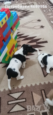 Джак ръсел малък, снимка 7 - Джак ръсел териер - 52874871