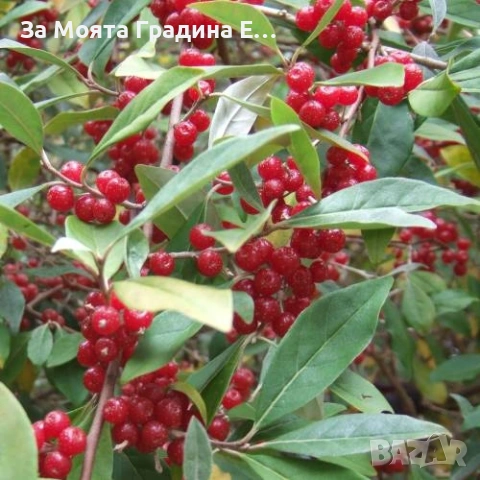 Поантилла , снимка 2 - Градински цветя и растения - 53620443